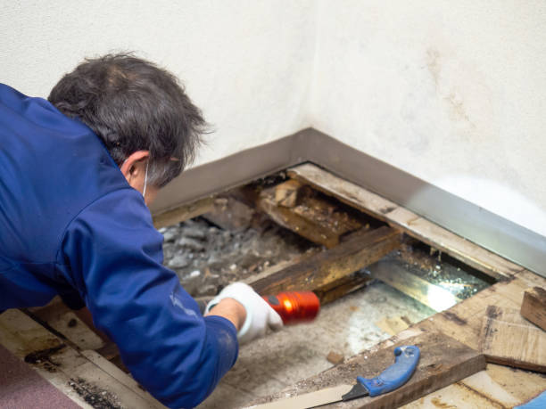 Best Kitchen Mold Remediation in Greene, RI
