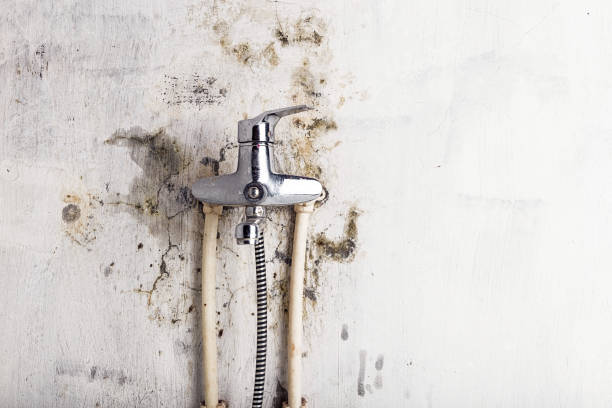 Best Emergency Mold Remediation in Greene, RI