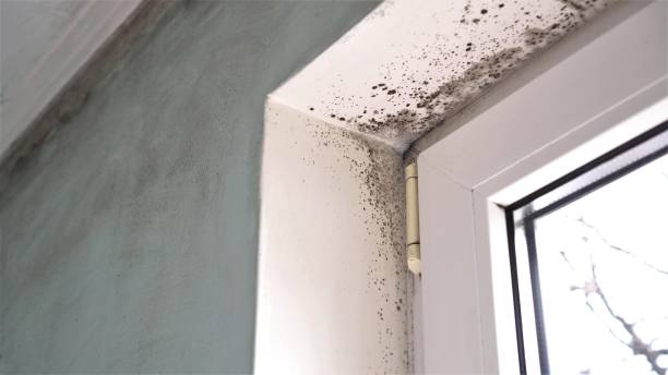 Best Emergency Mold Remediation in Greene, RI