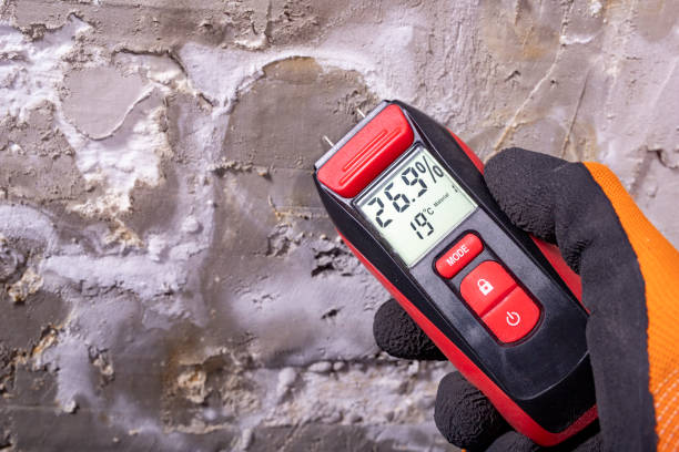 Best Post-Flood Mold Remediation in Greene, RI