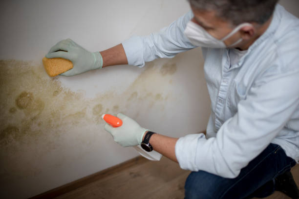 Best Mold Testing and Inspection Services in Greene, RI