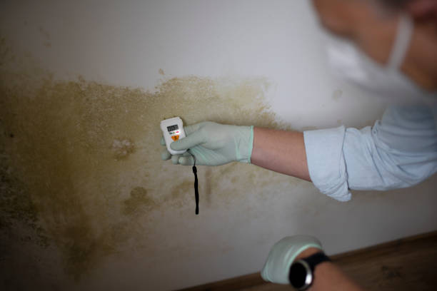 Best DIY Mold Remediation Support Services in Greene, RI