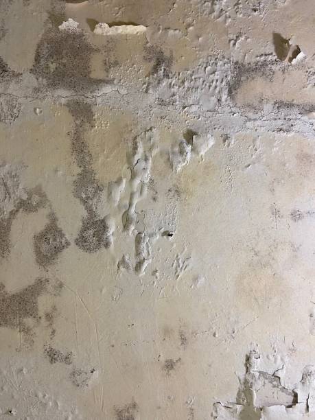 Greene, RI Mold Remediation Company