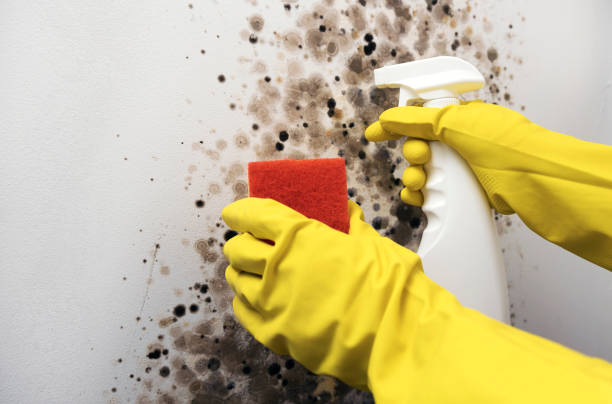  Greene, RI Mold Removal Pros