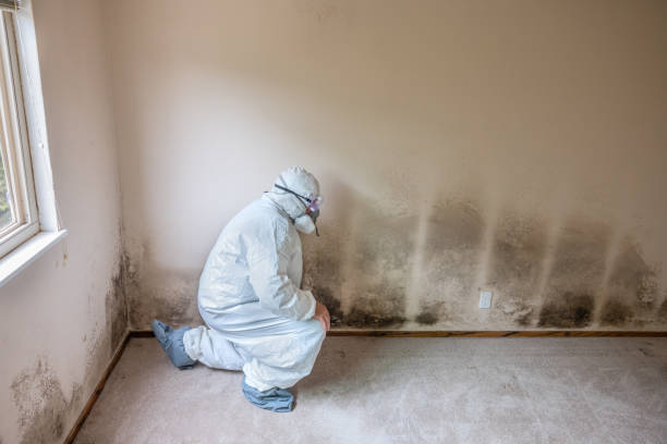 Best Attic Mold Remediation in Greene, RI