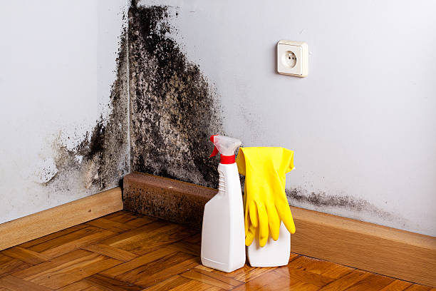 Best Commercial Mold Remediation in Greene, RI