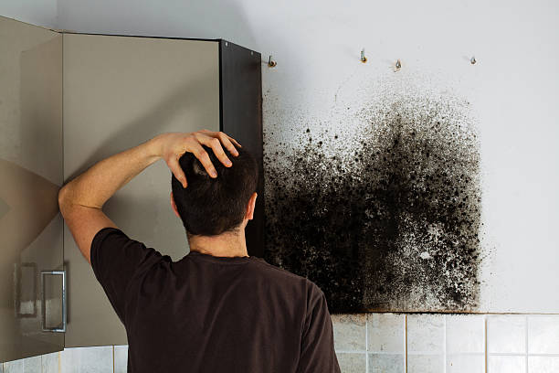 Best HVAC Mold Remediation in Greene, RI
