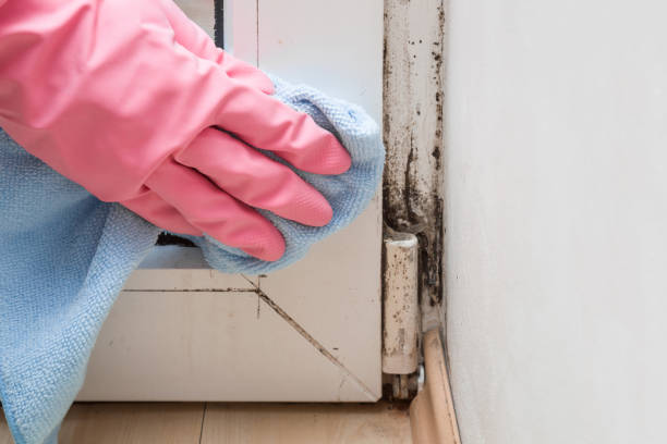 Best Residential Mold Remediation in Greene, RI